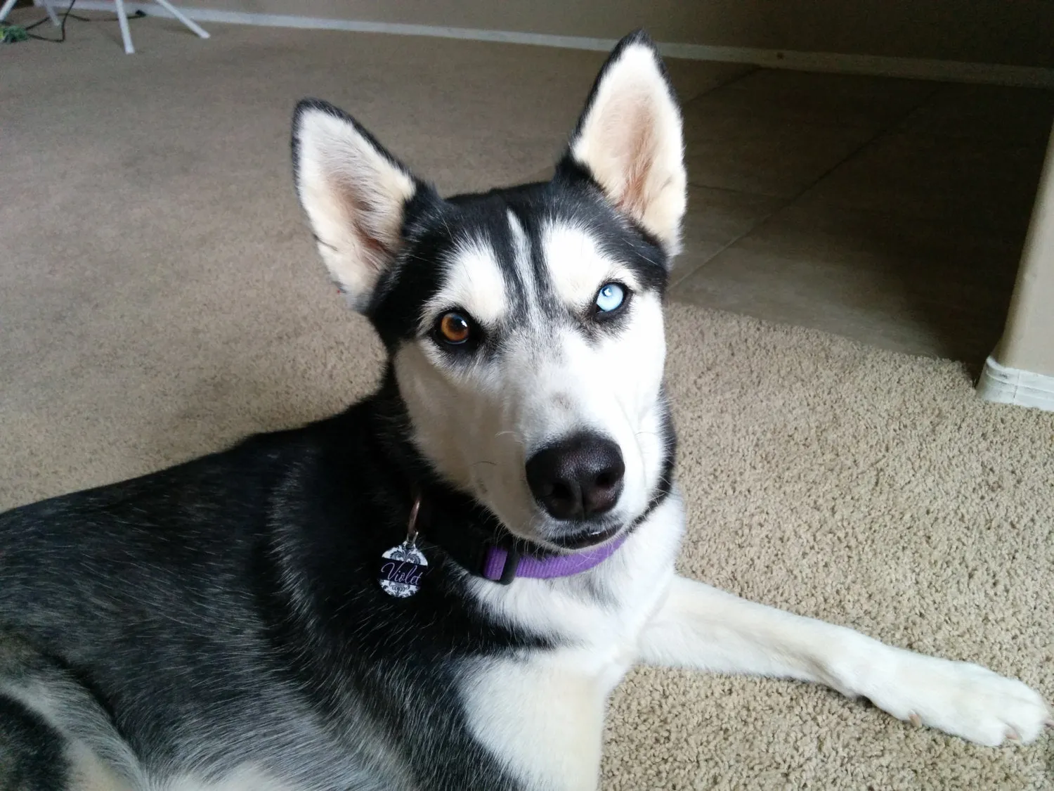 Damask Pet Tag