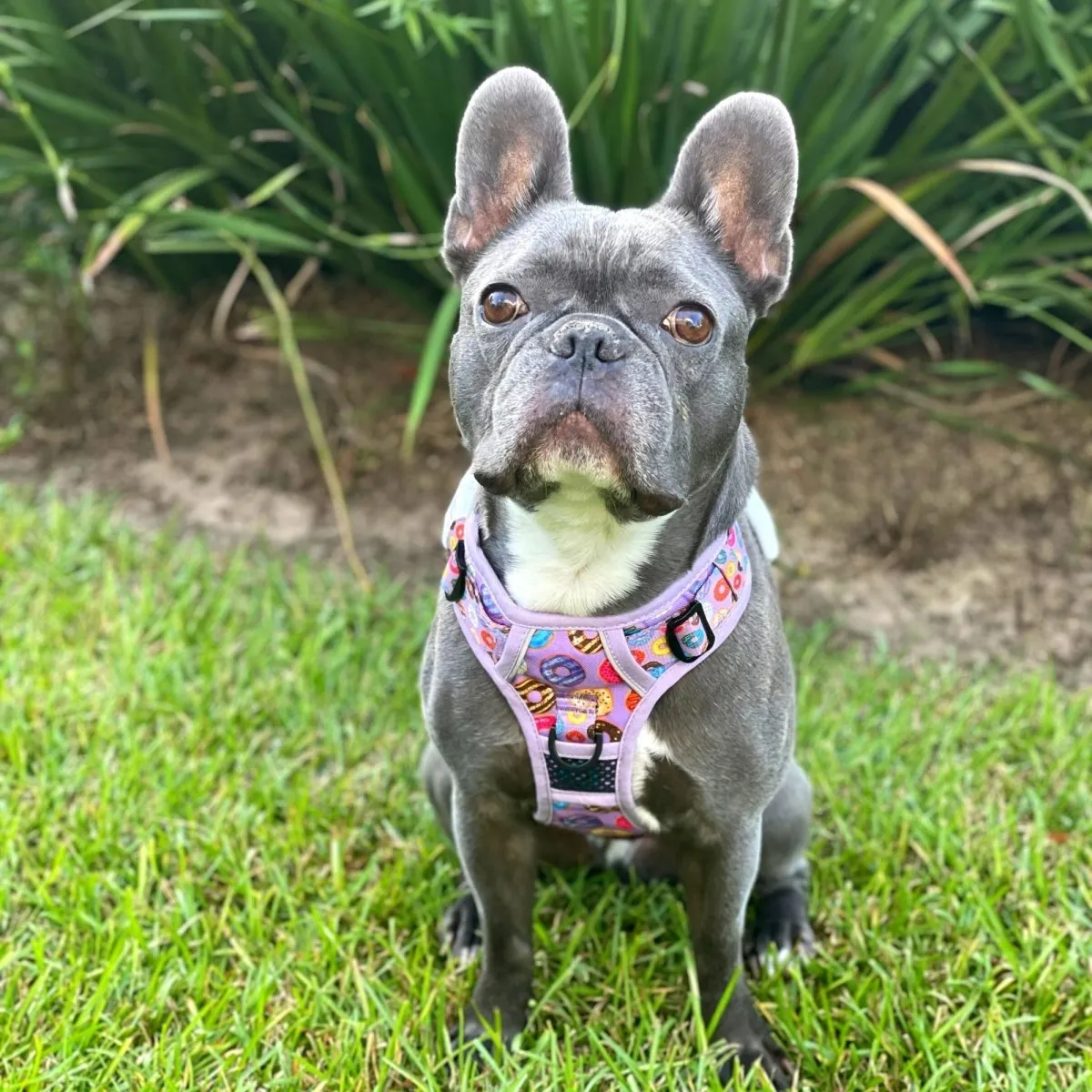 Donuts! No Pull Dog Harness