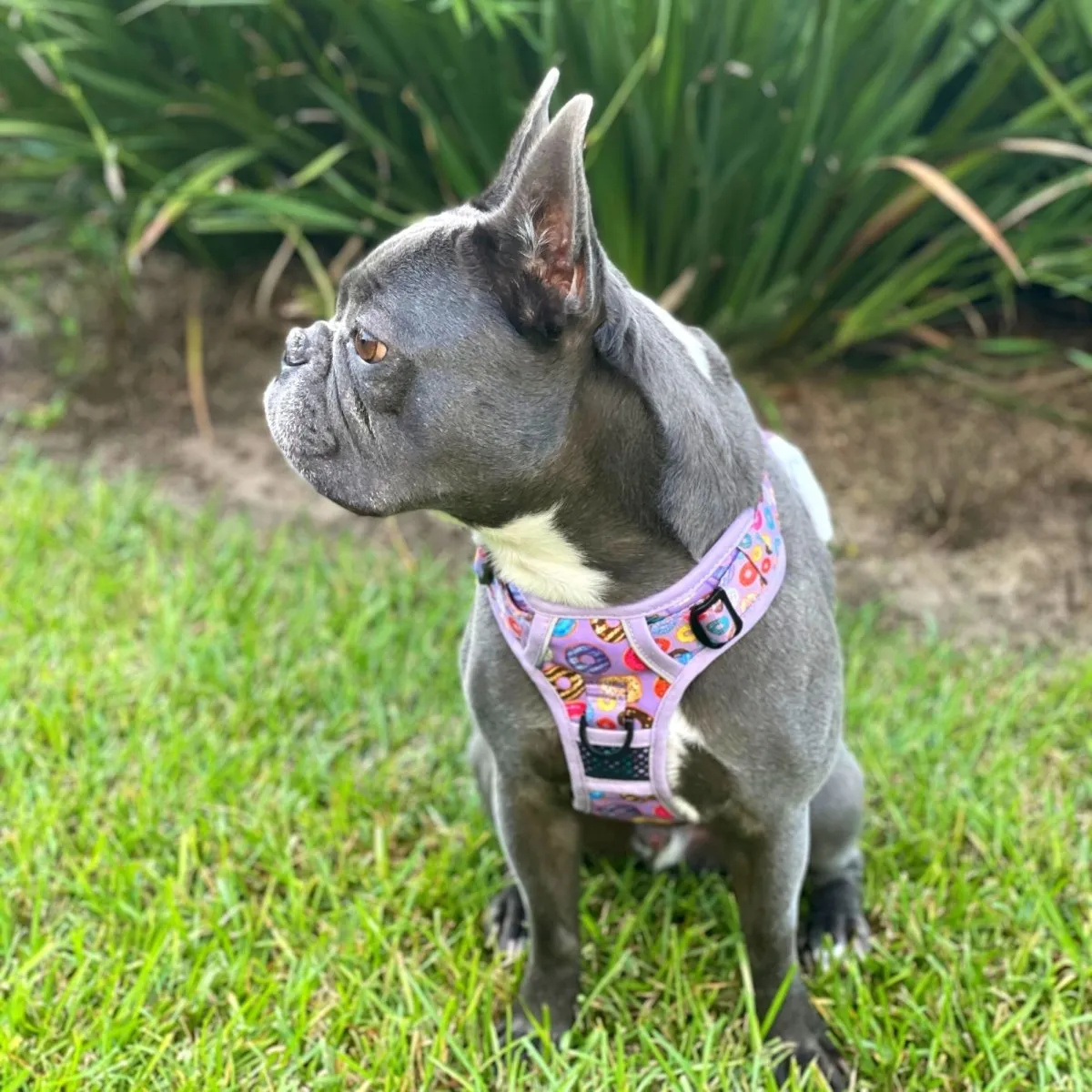 Donuts! No Pull Dog Harness