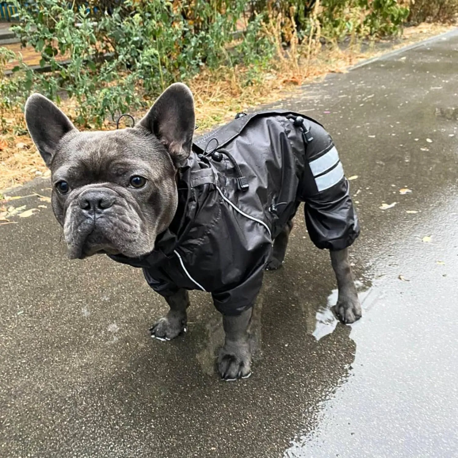 Full Body Dog Raincoat Adjustable Lightweight Windproof Waterproof Overalls Jacket for French Bulldogs Mops, Your Stylish Hunter, L