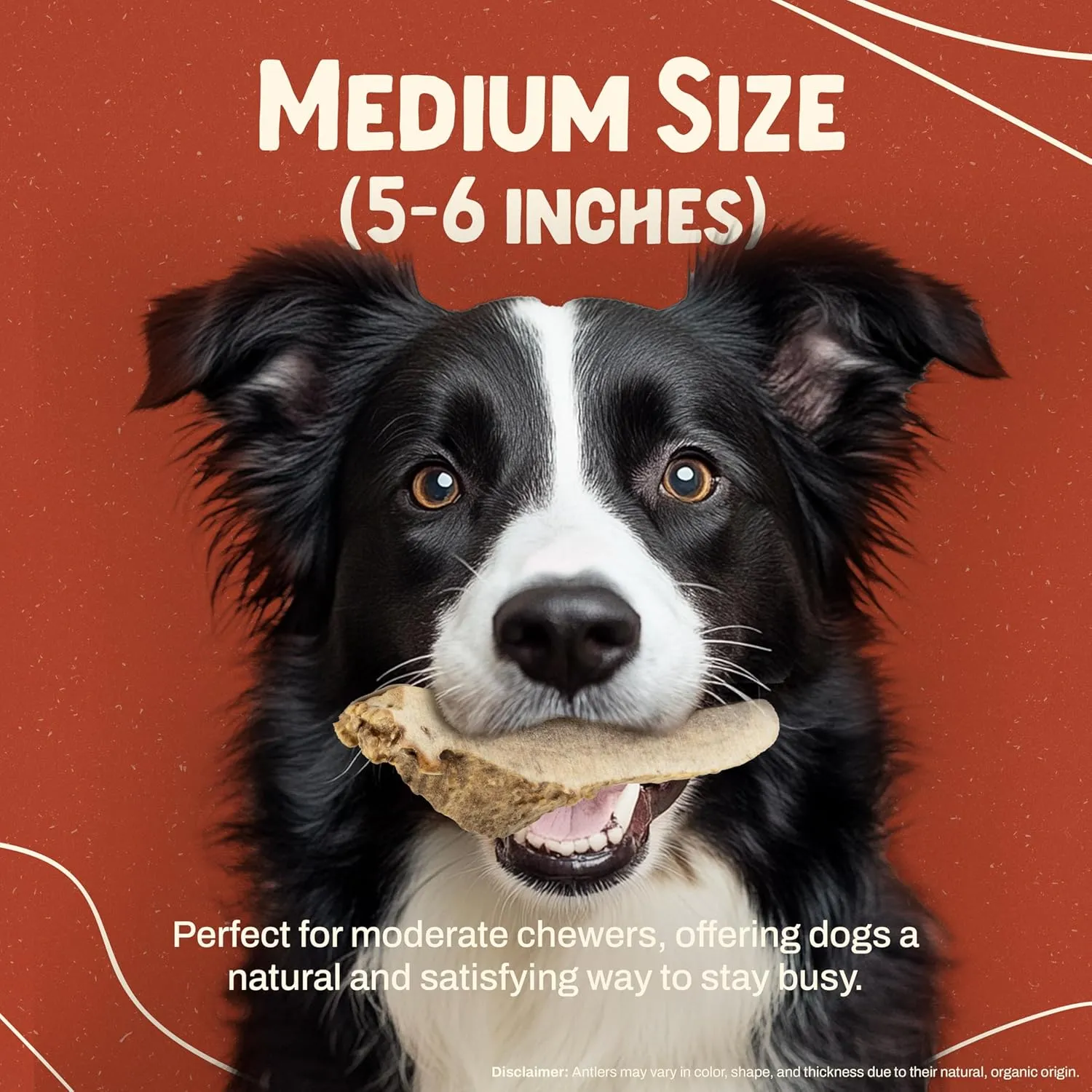 Heartland Elk Antlers for Dogs (Split Elk, 56", Medium, 1-Pack)  Grade A, Naturally Shed | Long-Lasting, Safe Chew Toy for Aggressive Chewers & Puppies | Odor-Free | USA Made | Veteran Owned