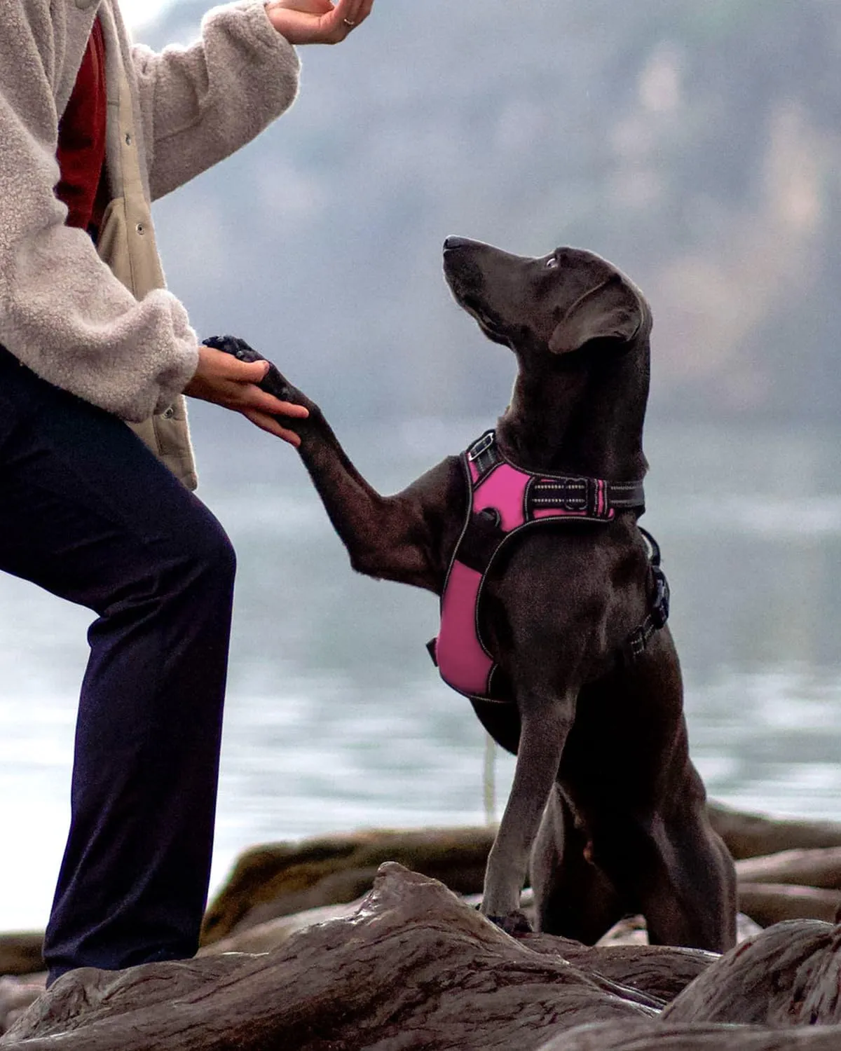 Joytale No Pull Dog Harness for Small Dogs, Reflective Pet Vest with Front Clip, Adjustable Soft Padded Harnesses with Easy Control Handle for Training and Walking, Hot Pink, S