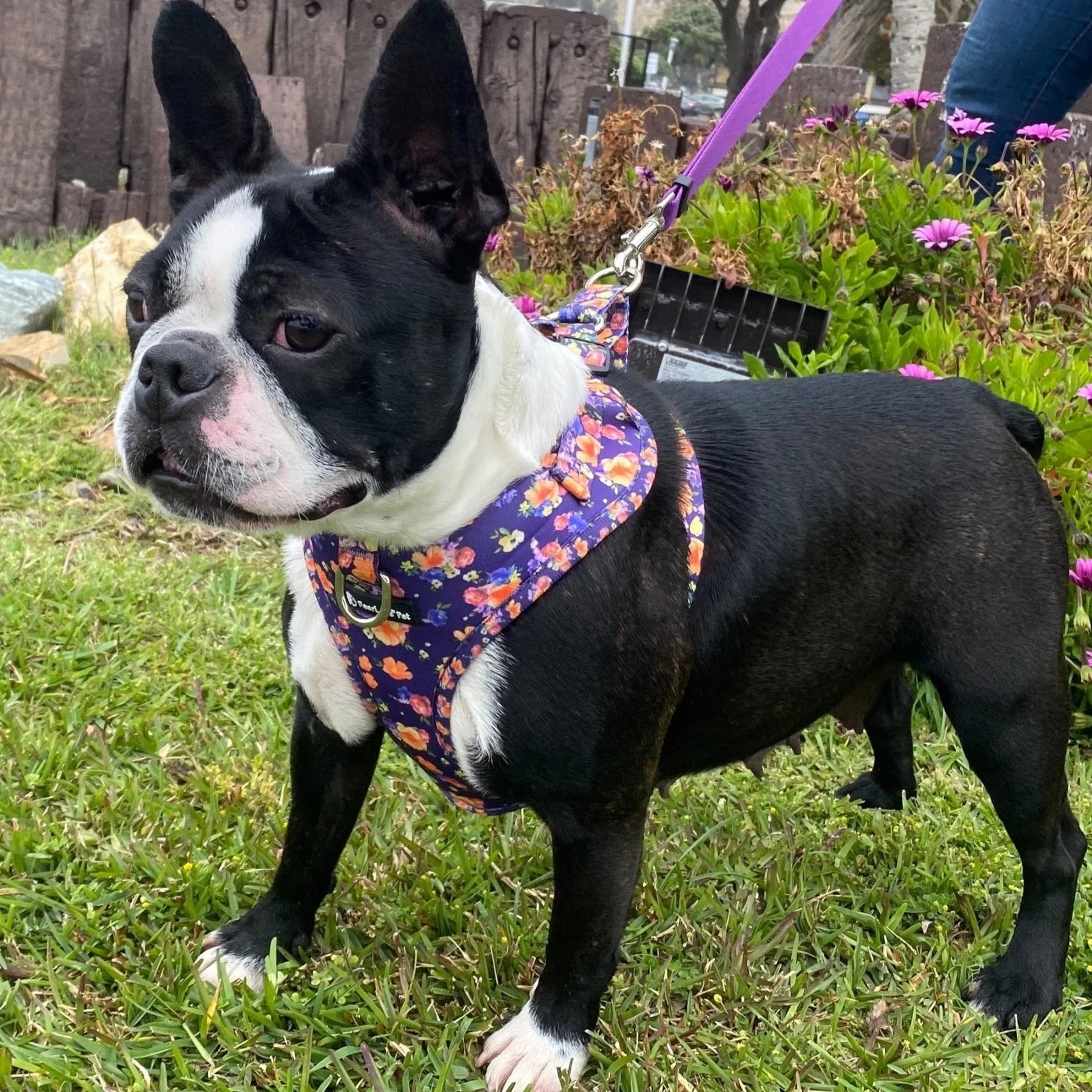 No Pull Cat & Dog Harness  - Purple Poppies