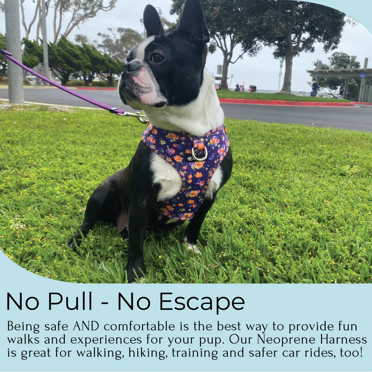 No Pull Cat & Dog Harness  - Purple Poppies