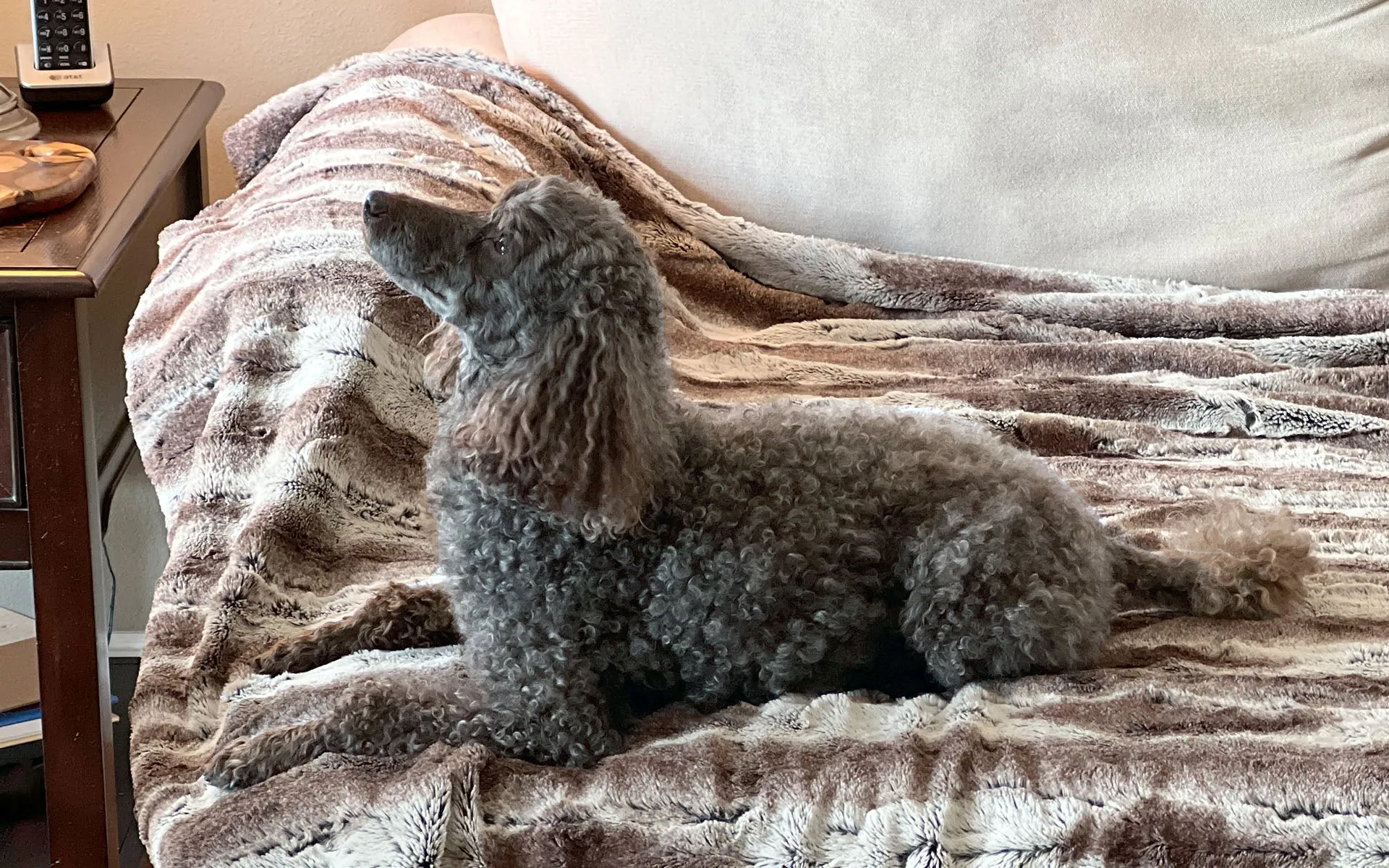Pet / Dog Blanket - Frosted Faux Fur