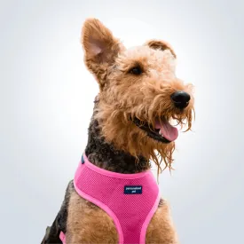 PET HARNESS Dusty Pink - Embroidered