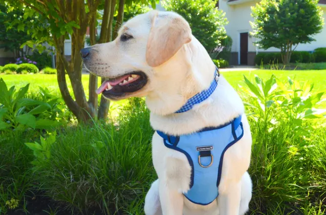 Winter Blue Harness