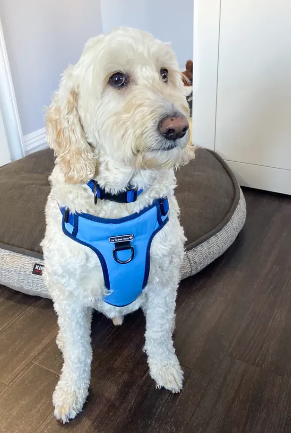 Winter Blue Harness